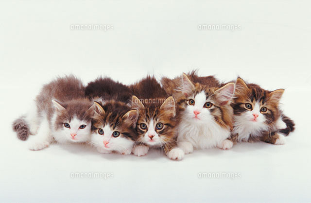 猫五匹 の写真素材 イラスト素材 アマナイメージズ