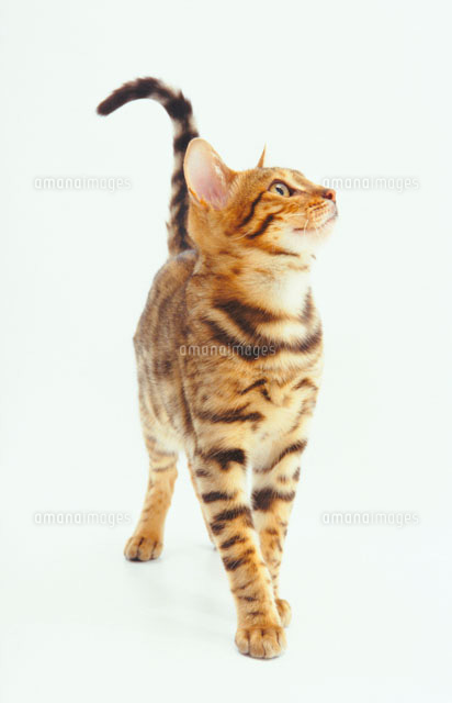 見上げる猫[02322001373]の写真・イラスト素材｜アマナイメージズ