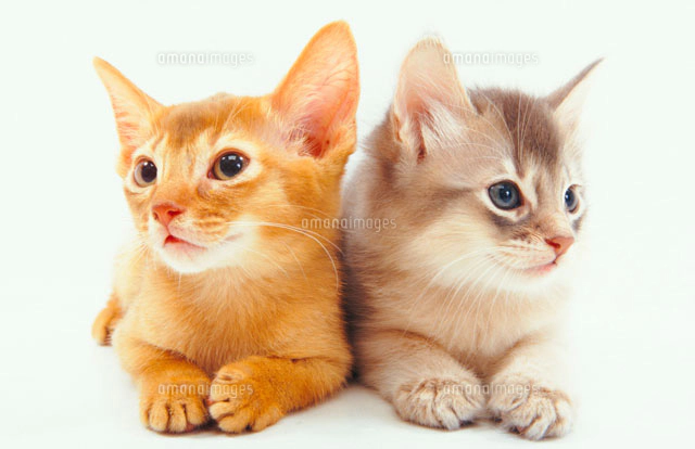 猫二匹[02322001190]の写真・イラスト素材｜アマナイメージズ