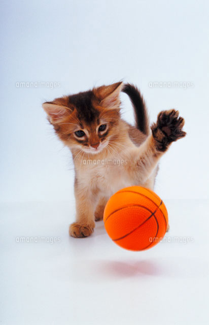 ボールと遊ぶ猫 の写真素材 イラスト素材 アマナイメージズ