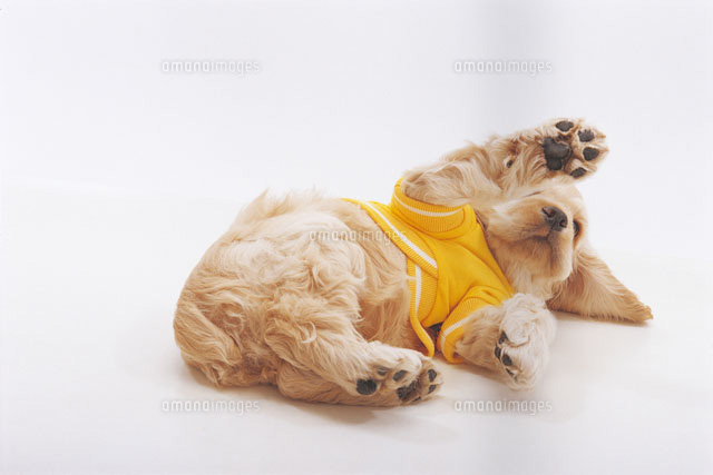 転がる犬 の写真素材 イラスト素材 アマナイメージズ