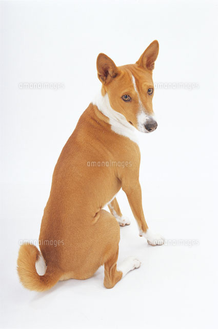 振り向く犬 の写真素材 イラスト素材 アマナイメージズ