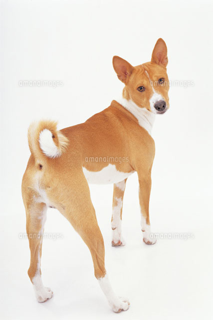 振り向く犬 の写真素材 イラスト素材 アマナイメージズ