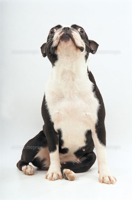 驚く犬 の写真素材 イラスト素材 アマナイメージズ