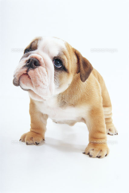 首をかしげた犬 の写真素材 イラスト素材 アマナイメージズ