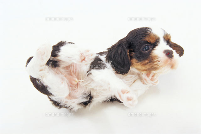 転がる犬 の写真素材 イラスト素材 アマナイメージズ