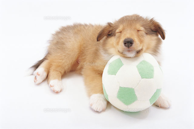 サッカーボールで遊ぶ子犬 の写真素材 イラスト素材 アマナイメージズ