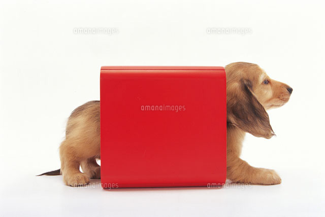 赤いトンネルを通り抜ける犬 の写真素材 イラスト素材 アマナイメージズ