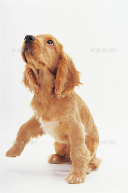 上を見上げる犬[02322001680]の写真・イラスト素材｜アマナイメージズ