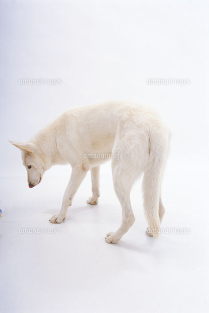 背中を見せる白い犬 の写真素材 イラスト素材 アマナイメージズ