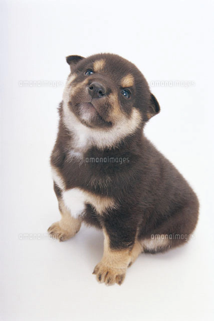 見上げる犬[02322001602]の写真・イラスト素材｜アマナイメージズ