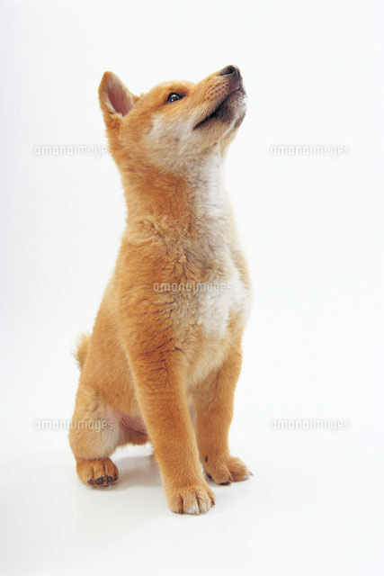 見上げる犬 の写真素材 イラスト素材 アマナイメージズ
