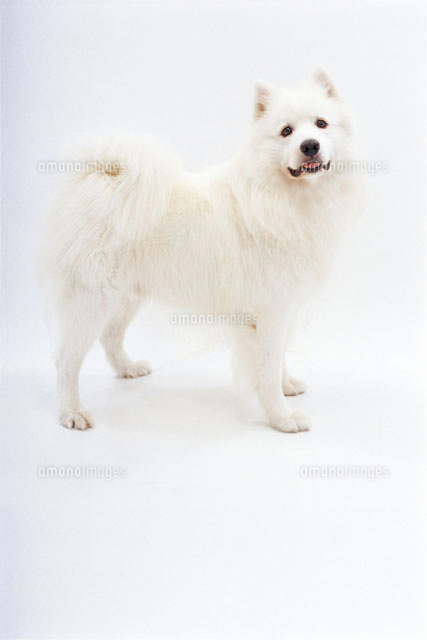 しろい犬 横向きの白い犬[02322002030]の写真・イラスト素材｜アマナ