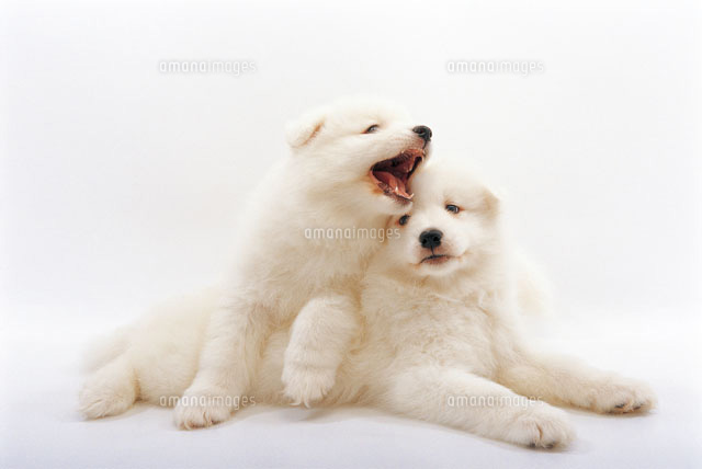 寄り添う白い犬二匹 の写真素材 イラスト素材 アマナイメージズ