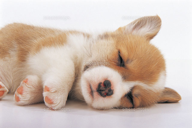 眠る犬 の写真素材 イラスト素材 アマナイメージズ