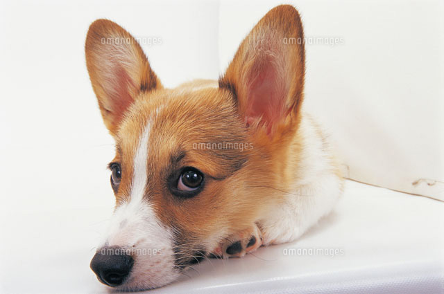 顔を伏せる犬 の写真素材 イラスト素材 アマナイメージズ