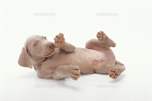 転がる犬 の写真素材 イラスト素材 アマナイメージズ