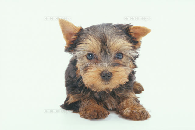 見つめる犬 ヨークシャーテリア の写真素材 イラスト素材 アマナイメージズ