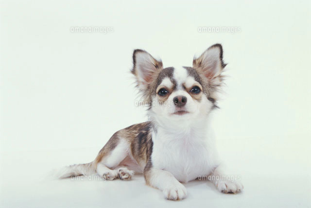 横向きになる犬 チワワ の写真素材 イラスト素材 アマナイメージズ 横向きになる犬 チワワ の写真素材 イラスト素材 アマナイメージズ