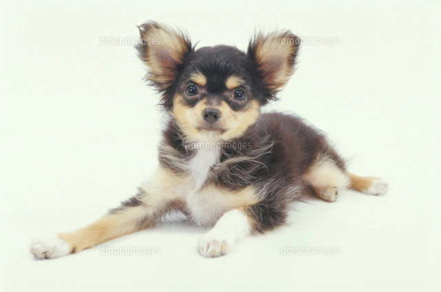 送料無料♡伏せをするチワワ 伏せる犬(チワワ)[02322002148]の写真・イラスト素材｜アマナイメージズ