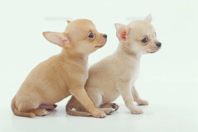 目を細める犬 チワワ の写真素材 イラスト素材 アマナイメージズ