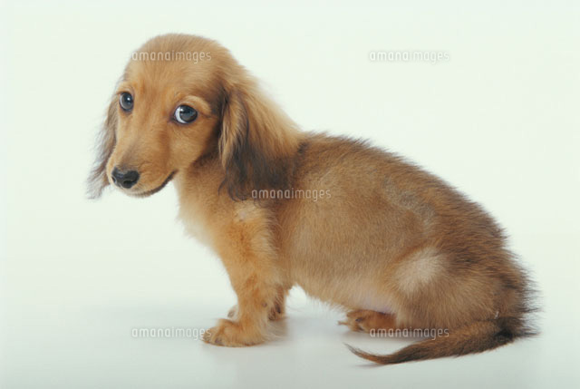 振り向く犬(ダックスフンド)[02322002173]の写真・イラスト素材