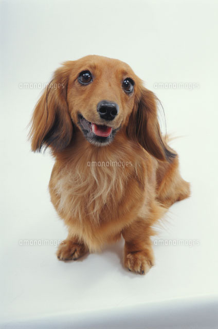 笑う犬 ダックスフンド の写真素材 イラスト素材 アマナイメージズ