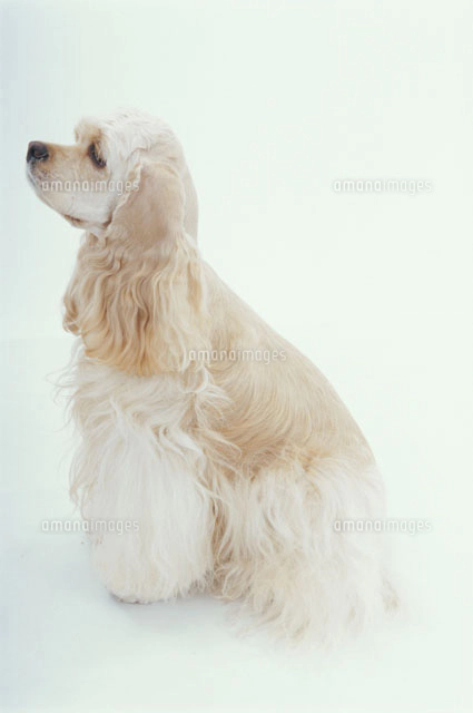 横向きになる犬 チワワ の写真素材 イラスト素材 アマナイメージズ 横向きになる犬 チワワ の写真素材 イラスト素材 アマナイメージズ