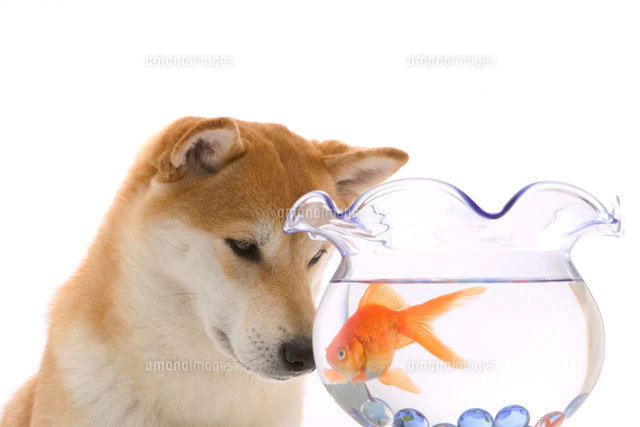 横向きになる犬 チワワ の写真素材 イラスト素材 アマナイメージズ 横向きになる犬 チワワ の写真素材 イラスト素材 アマナイメージズ