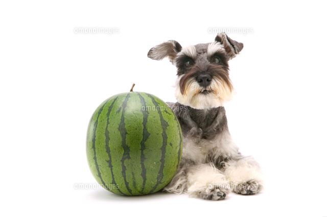 西瓜と犬 ミニチュアシュナウザー の写真素材 イラスト素材 アマナイメージズ