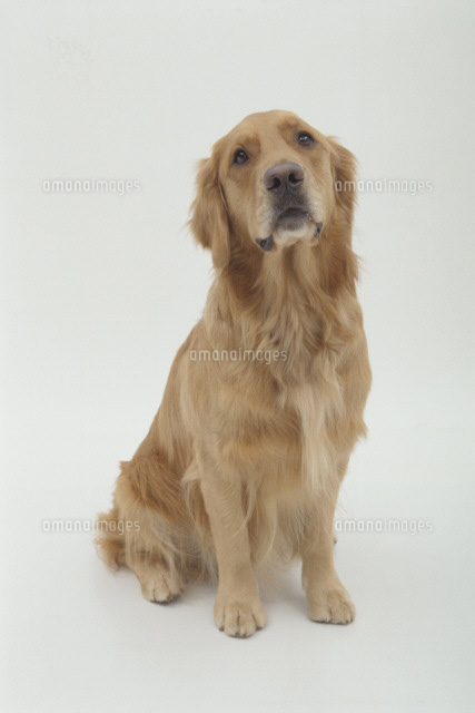 ゴールデンレトリバー（お座りポーズ） お座りする犬 (ゴールデンレトリーバー)[02322002260]の写真・イラスト