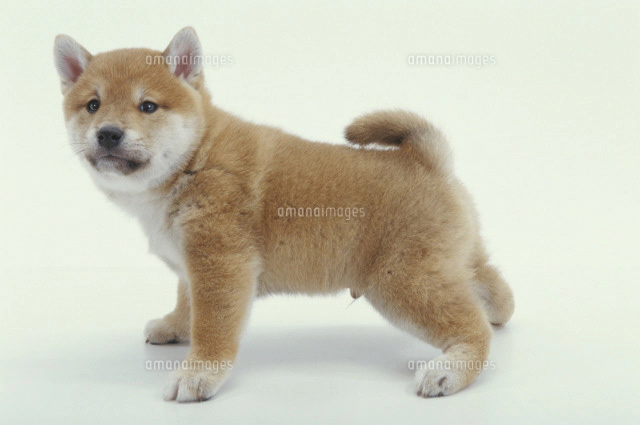 犬二頭 ポメラ二アン の写真素材 イラスト素材 アマナイメージズ 犬二頭 ポメラ二アン の写真素材 イラスト素材 アマナイメージズ