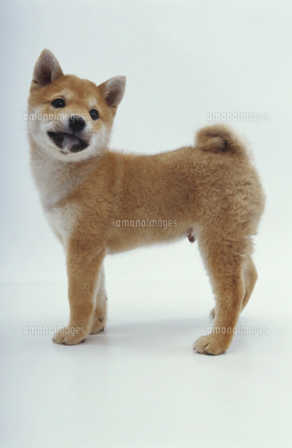 背伸びする犬 柴 の写真素材 イラスト素材 アマナイメージズ