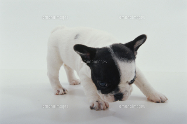 においを嗅ぐ犬 フレンチブルドッグ の写真素材 イラスト素材 アマナイメージズ