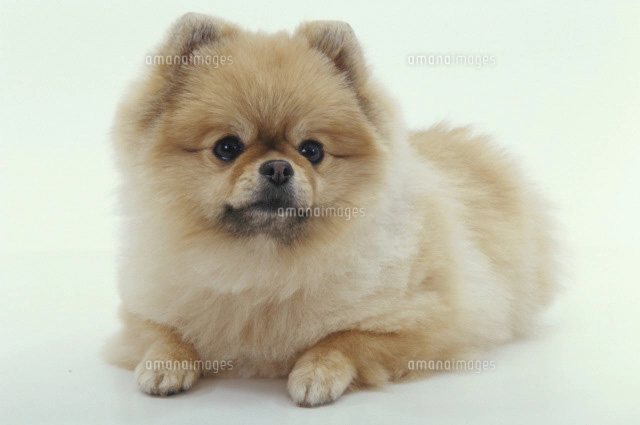 横向きに伏せる犬 ポメラニアン の写真素材 イラスト素材 アマナイメージズ