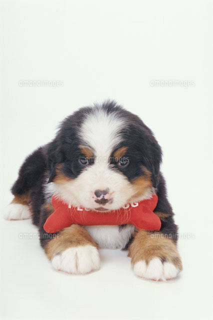 クッションと犬 バーニーズマウンテンドッグ の写真素材 イラスト素材 アマナイメージズ