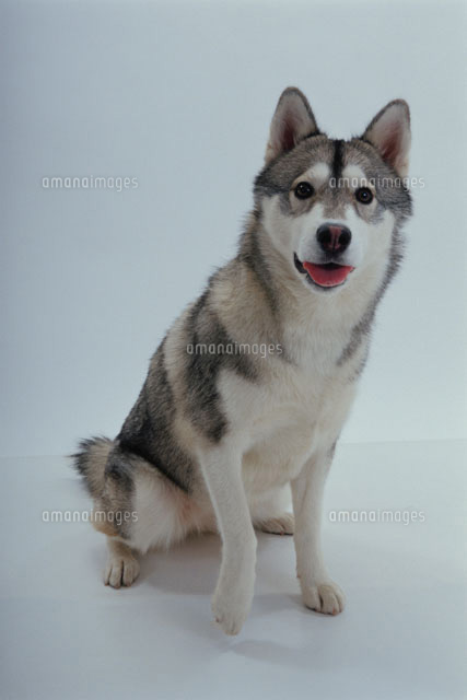 お座りする犬 シベリアンハスキー の写真素材 イラスト素材 アマナイメージズ お座りする犬 シベリアンハスキー の写真素材 イラスト素材 アマナイメージズ