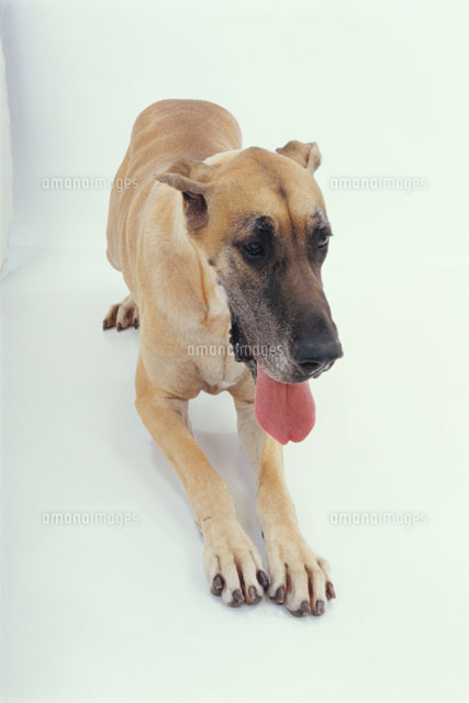 背伸びをする犬 グレートデーン の写真素材 イラスト素材 アマナイメージズ