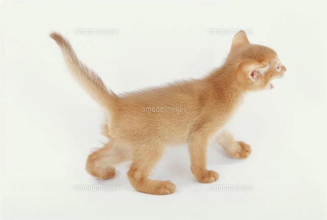 背中を丸める猫 メインクーン の写真素材 イラスト素材 アマナイメージズ