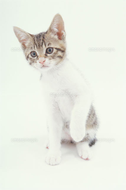 片足をあげる猫 の写真素材 イラスト素材 アマナイメージズ