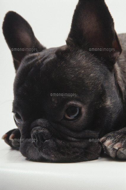 見つめる犬 フレンチブルドッグ の写真素材 イラスト素材 アマナイメージズ