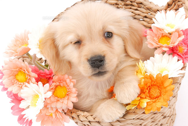 花かごと子犬 ゴールデンレトリーバー の写真素材 イラスト素材 アマナイメージズ