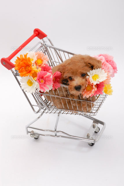花と一緒にカートに乗る犬 プードル の写真素材 イラスト素材 アマナイメージズ