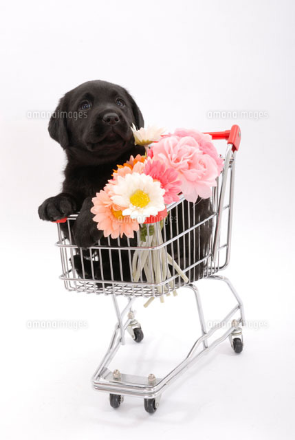 花とカートに乗った子犬 ラブラドールレトリーバー の写真素材 イラスト素材 アマナイメージズ
