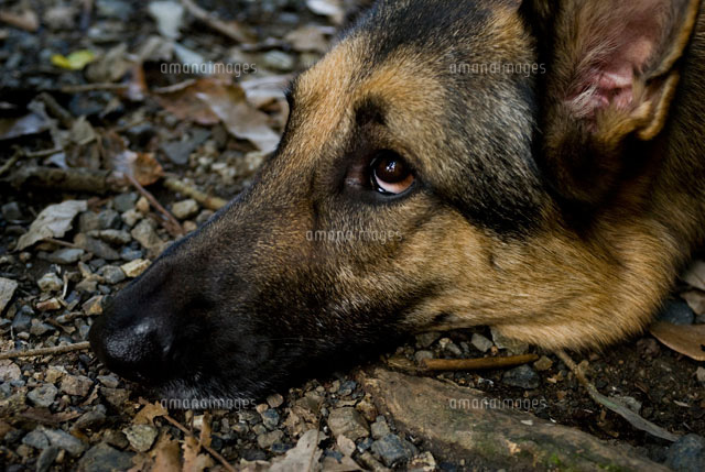 自然に癒される犬 ジャーマンシェパードドッグ の写真素材 イラスト素材 アマナイメージズ