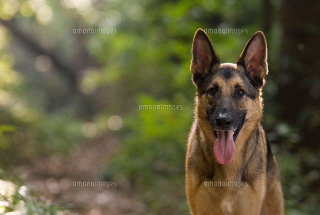森林を散歩する犬 ジャーマンシェパードドッグ の写真素材 イラスト素材 アマナイメージズ