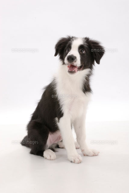 見上げる犬 ボーダーコリー の写真素材 イラスト素材 アマナイメージズ