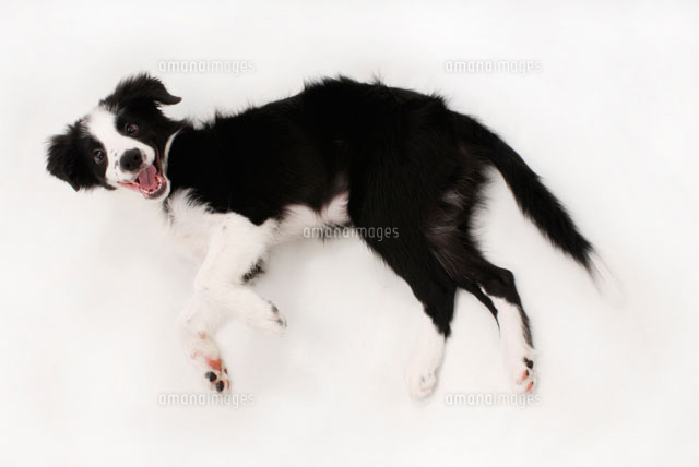 横になる犬 ボーダーコリー の写真素材 イラスト素材 アマナイメージズ