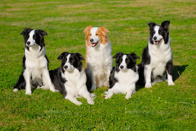 犬５頭 ボーダーコリー の写真素材 イラスト素材 アマナイメージズ