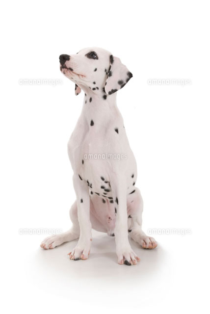 見上げる犬 ダルメシアン の写真素材 イラスト素材 アマナイメージズ